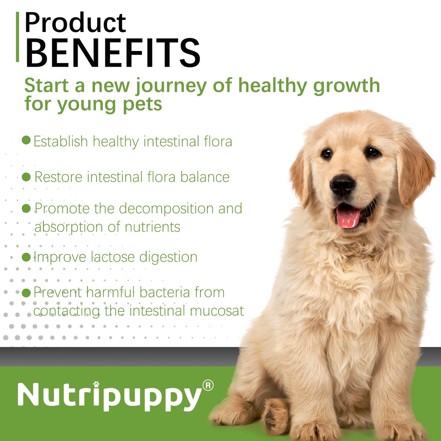 Dog Probiotic Powder Supplement - Supports Digestive